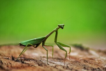 Mantis verde
