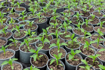 Sweet bulgarian pepper seedlings growing in a plastic garden tray.