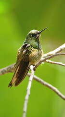 Buff-tailed coronet (Boissonneaua flavescens) hummingbird perched in a tree in a lodge in Baeza, Ecuador