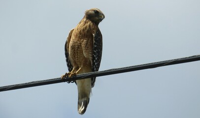 Red tailed hawk on wires in Florida wild