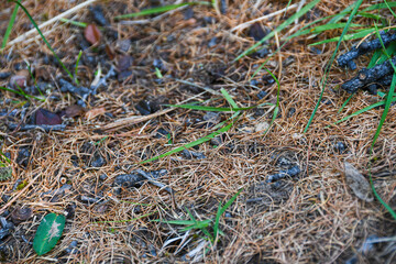 Needles and dry grass in cedar grove. Surface of earth is coniferous forest. Element for ignition, fire hazard