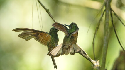 Buff-tailed coronet (Boissonneaua flavescens) hummingbirds perched in a tree in a lodge in Baeza, Ecuador