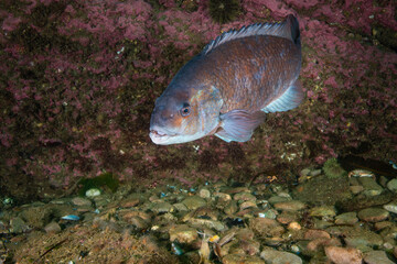 Cunner Fish underwater in the Gulf of St. Lawrence in Canada