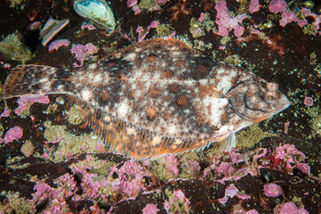 American plaice resting on the bottom of the St. Lawrence River.