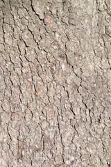 THE TEXTURE OF THE BARK OF A TREE IN THE FOREST