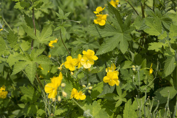 
Yellow celandine flowers in full bloom.