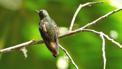 Buff-tailed coronet (Boissonneaua flavescens) hummingbird perched in a tree in a lodge in Baeza, Ecuador