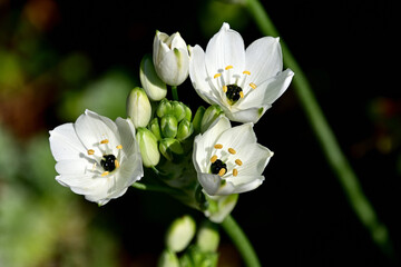 オーニソガラム・アラビカムの花