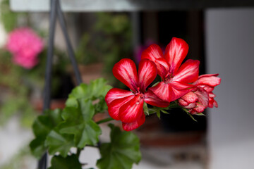 Red flowers beautify the garden