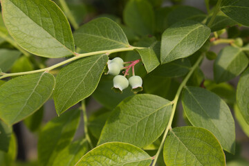 Unripe blueberry plant with fruits