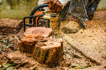 A garden worker uses a chainsaw to cut large logs in a village garden in Pattaya, Thailand