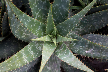 
Aloe vera is a medicinal plant full of health properties