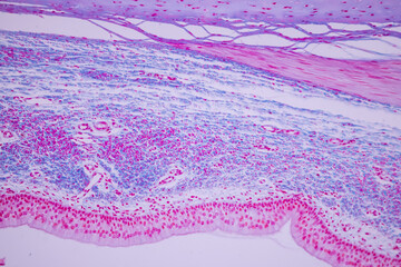 Cliated epithelium of human under the microscope in Lab.