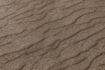 Yellow sand dunes as backdrop. Hot weather in desert, lack of water, soil erosion