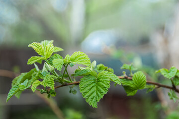 Branch of raspberry bush with fresh green leaves on spring day. Growing plants in garden