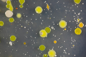 Fototapeta premium Backgrounds of Characteristics and Different shaped Colony of Bacteria and Mold growing on agar plates from Soil samples for education in Microbiology laboratory.