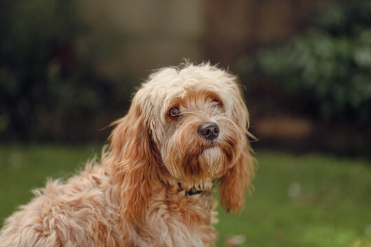 Portrait image of fluffy cavoodle dog sitting on green grass