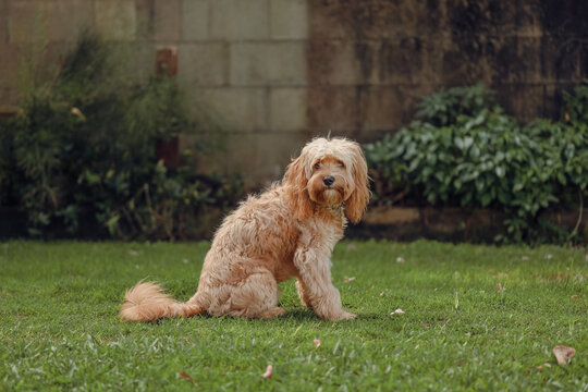 Portrait image of fluffy cavoodle dog sitting on green grass