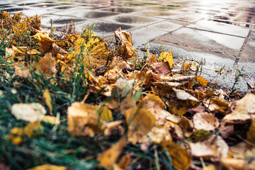 Yellow leaves on sidewalk in city park after rain. Weather gives sadness and melancholy. Seasonal cleaning of city services