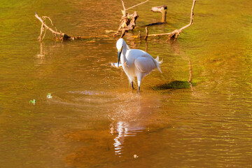 Close up shot of Egret catching fish