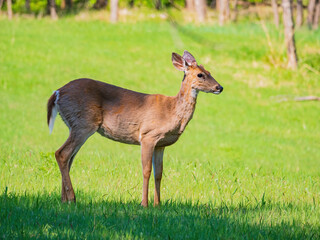 Sunny view of the White-tailed deer