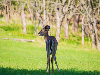 Sunny view of the White-tailed deer