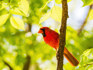 Close up shot of Northern cardinal on a tree