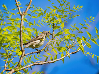 Obraz premium Close up shot of Yellow-rumped warbler on a tree