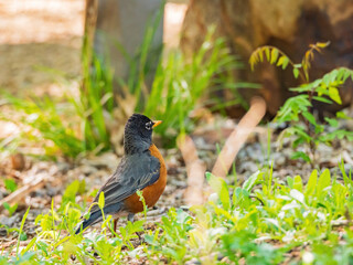 Close up shot of American Robin on ground