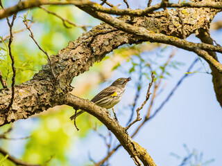 Close up shot of Yellow-rumped warbler on a tree