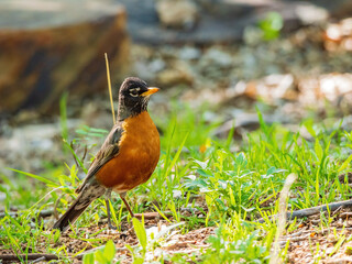 Close up shot of American Robin on ground