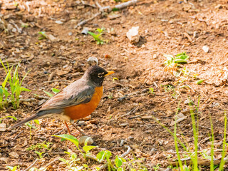 Close up shot of American Robin on ground
