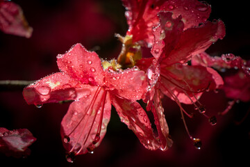 Fototapeta premium red flower with drops