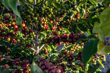 coffee beans on coffee tree, in Brazil
