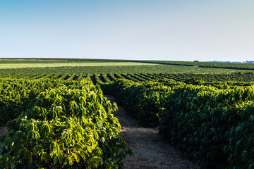 view of a coffee plantation with ripe fruits on a farm in Brazil