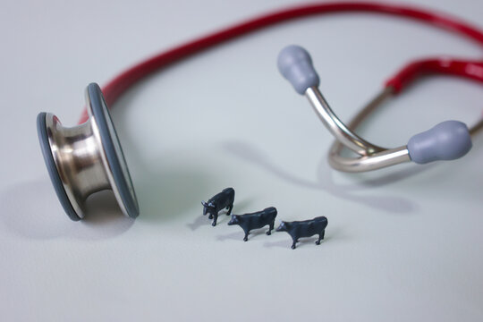 Veterinarian image.(Cattle and stethoscope.)