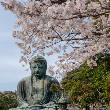 鎌倉の大仏と桜