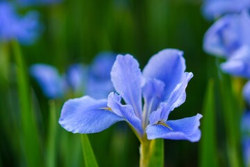 アヤメの咲く風景