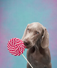 Funny dog licks lollipop. Happy Weimaraner puppy on a blue background