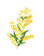 Golden Wattle (Acacia pycnantha) is Australia's national flowe - obrazy, fototapety, plakaty