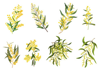 Golden Wattle (Acacia pycnantha) is Australia's national flowe - obrazy, fototapety, plakaty