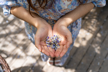 Woman wearing dress holding a purple wisteria lavender flower petals on the hand