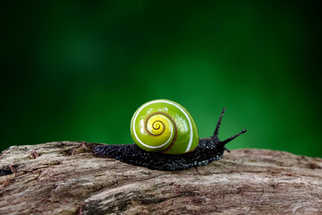 Cuban snail (Polymita picta) world most beautiful land snails from Cuba , its known as "Painted Snails", rare, endangered and protected. Colorful snails, selective focus, copy space © Cheattha