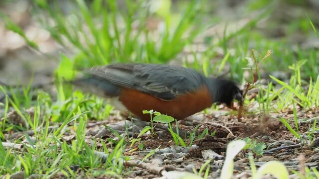 Close up shot of American Robin on ground