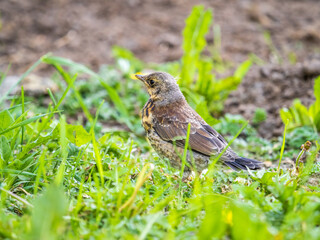 Wood bird Fieldfare, Turdus pilaris, on a sprng lawn.