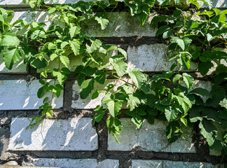 leaves creeping on the wall of the house, wild plants creeping on the wall behind the house