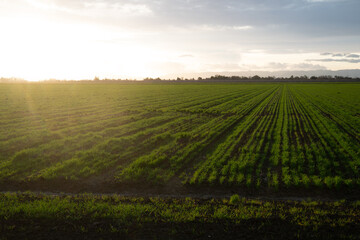 freshly planted wheat crop field with a sunset