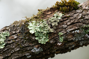 Green lichen and moss growing on the bark of an oak tree