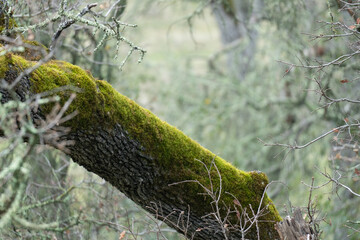 Green moss growing on the bark of an oak tree