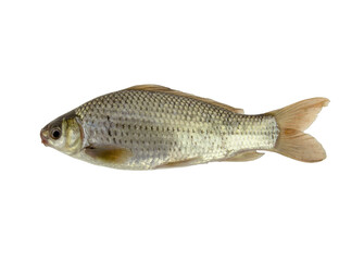 Thai freshwater white fish isolated on white background.